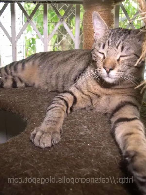 Gato ra a srd idade 1 ano nome Reeses