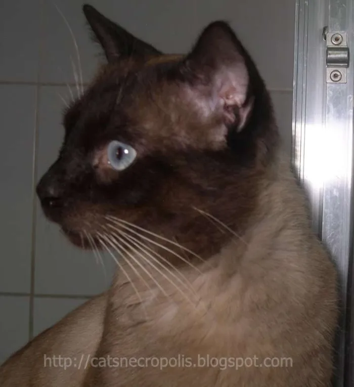 Gato ra a srd idade 2 anos nome Pastel