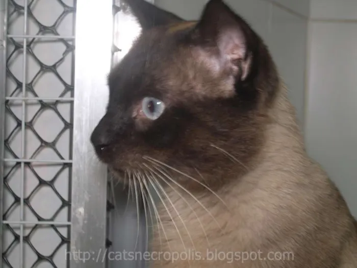 Gato ra a srd idade 2 anos nome Pastel