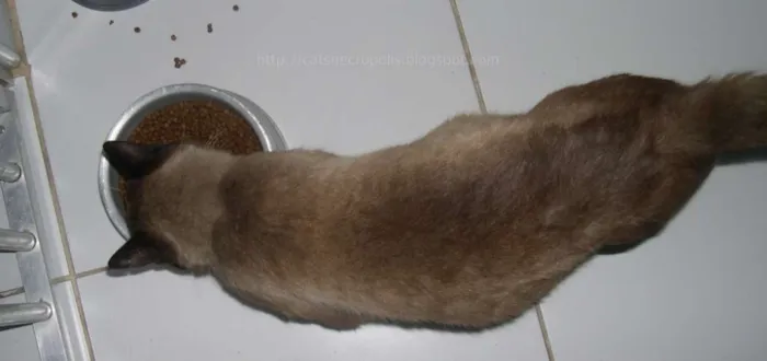 Gato ra a srd idade 2 anos nome Pastel