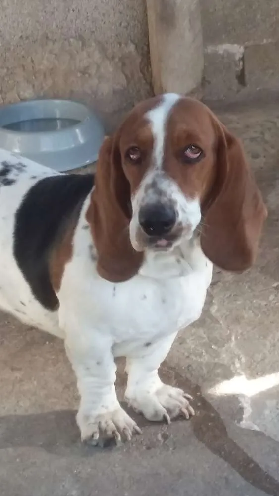 Cachorro ra a BASSET HOUND idade 1 ano nome Luna