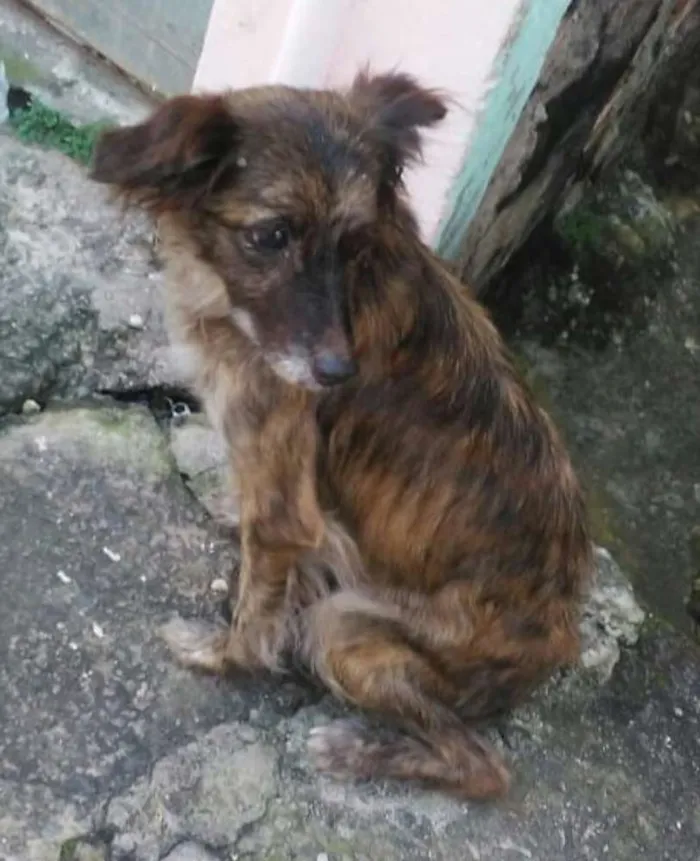 Cachorro raça SRD idade 1 ano nome Cristal