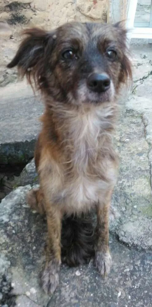 Cachorro raça SRD idade 1 ano nome Cristal
