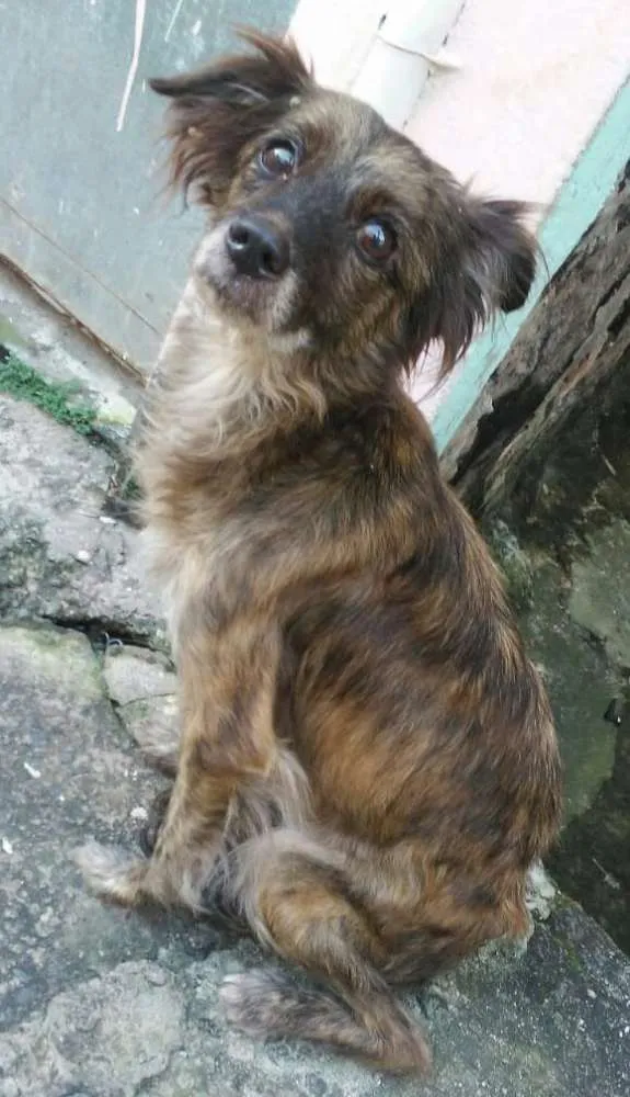 Cachorro raça SRD idade 1 ano nome Cristal