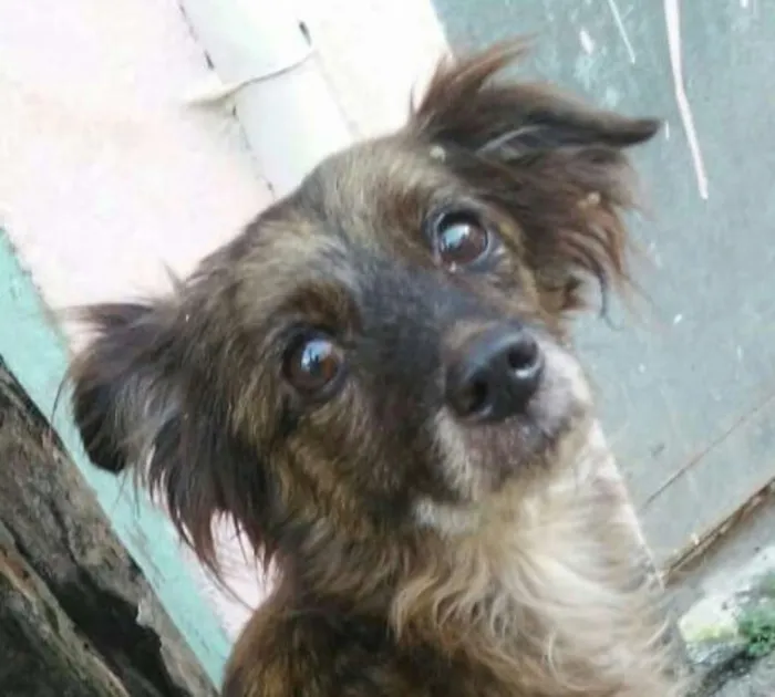 Cachorro raça SRD idade 1 ano nome Cristal