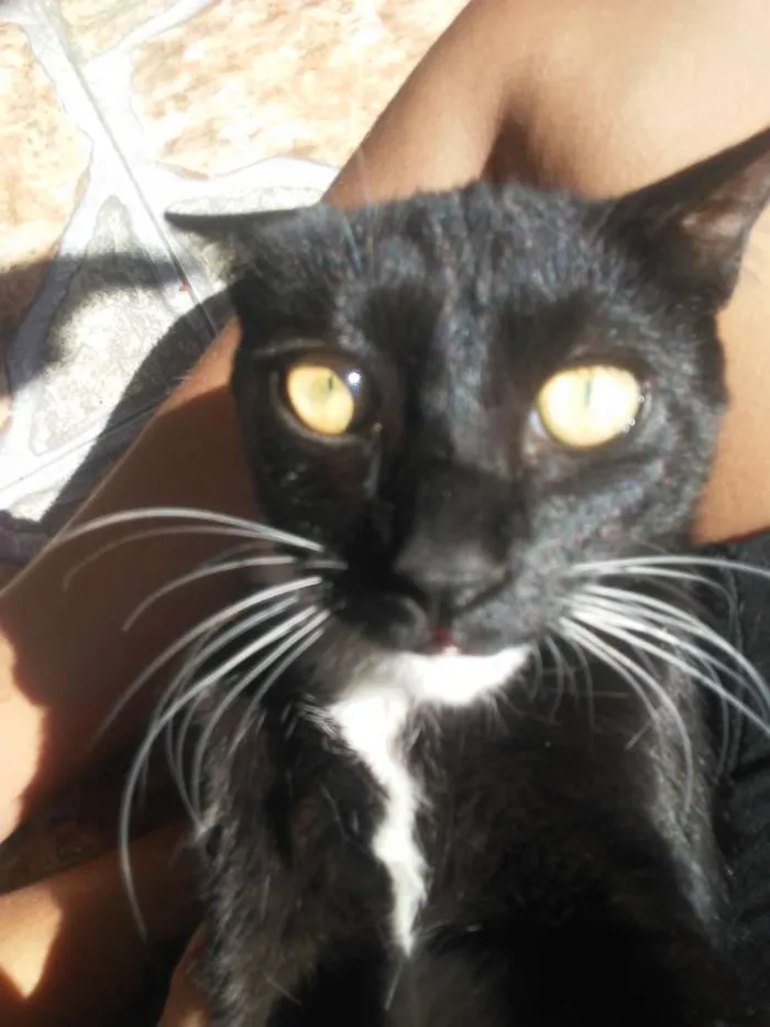 Gato ra a Srd e azul russo idade 7 a 11 meses nome Filhotes 7meses