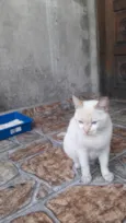 Felpudo