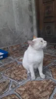 Felpudo