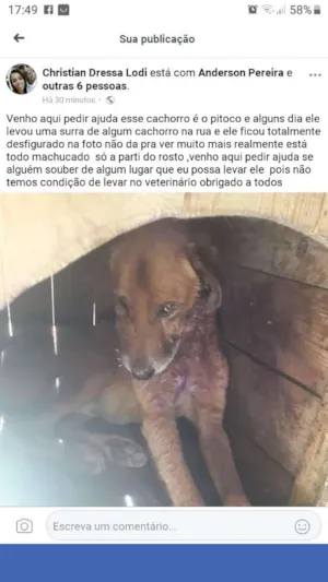 Cachorro raça  idade  nome Pitoco