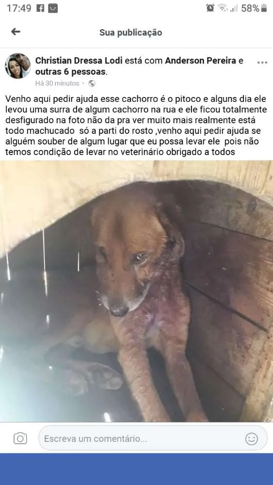 Cachorro ra a  idade  nome Pitoco