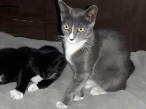 Gato raça Srd e azul russo idade 7 a 11 meses nome Filhotes 7meses