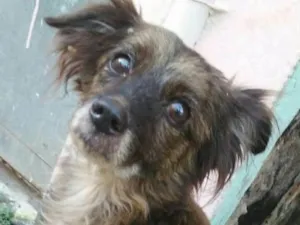 Cachorro raça SRD idade 1 ano nome Cristal