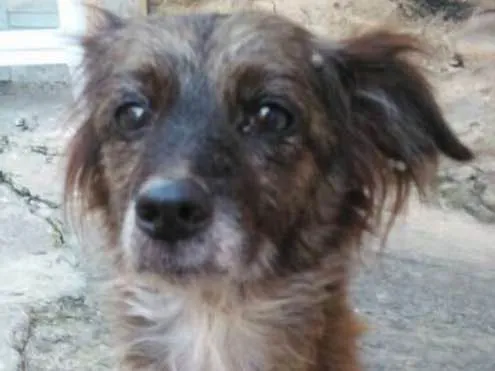 Cachorro raça SRD idade 1 ano nome Cristal