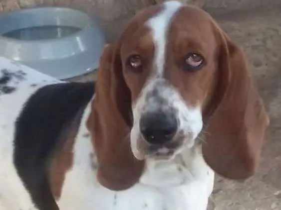 Cachorro ra a BASSET HOUND idade 1 ano nome Luna