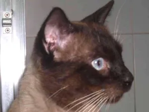 Gato raça srd idade 2 anos nome Pastel