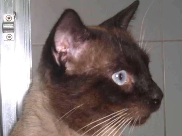 Gato ra a srd idade 2 anos nome Pastel