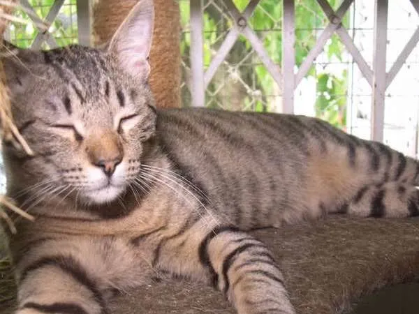 Gato ra a srd idade 1 ano nome Reeses