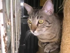 Gato raça srd idade 1 ano nome Reeses