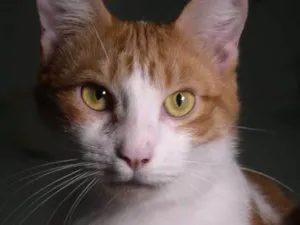 Gato raça srd idade 1 ano nome Farofa