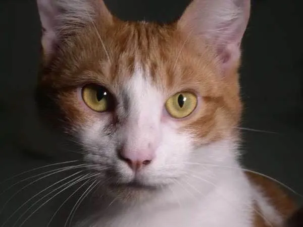Gato ra a srd idade 1 ano nome Farofa