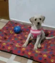 Pandora 