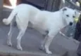 Pipoca