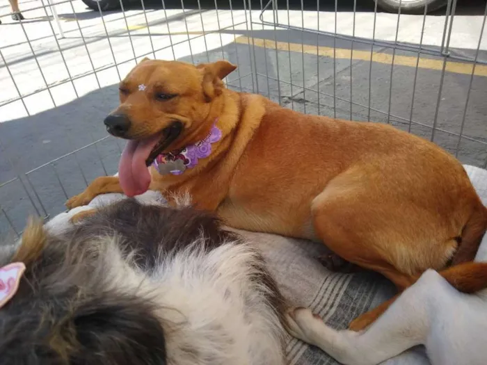 Cachorro raça SRD idade 3 anos nome Princesinha