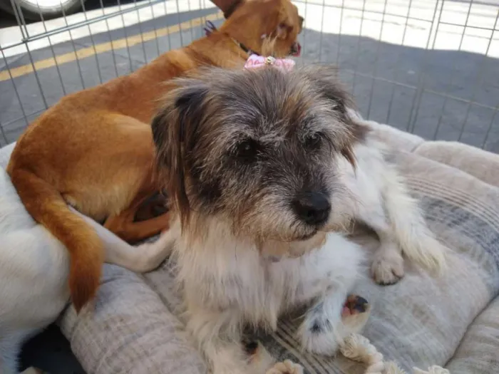 Cachorro ra a SRD idade 1 ano nome Suzana
