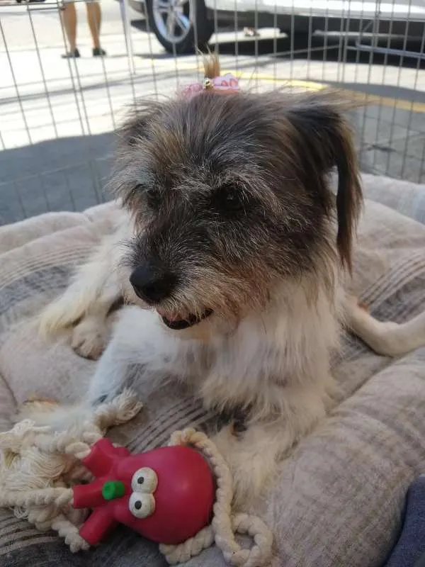 Cachorro ra a SRD idade 1 ano nome Suzana