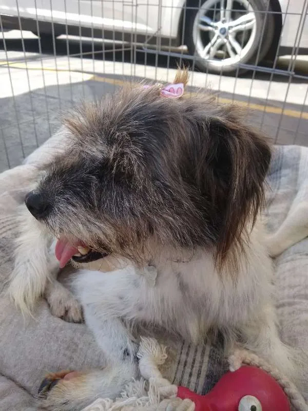 Cachorro ra a SRD idade 1 ano nome Suzana
