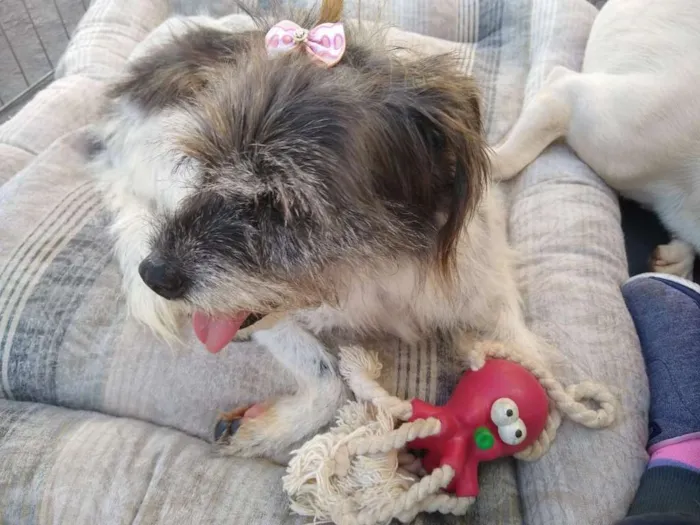 Cachorro ra a SRD idade 1 ano nome Suzana