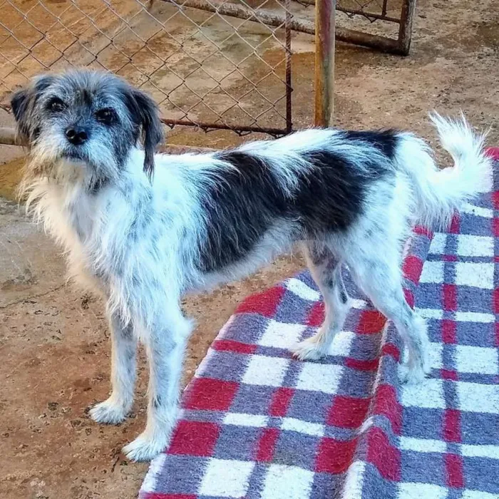 Cachorro ra a SRD idade 1 ano nome Suzana
