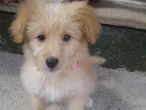 Cachorro raça Vira-lata  idade 2 a 6 meses nome Zoe