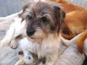 Cachorro raça SRD idade 1 ano nome Suzana
