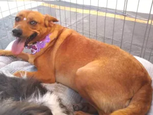 Cachorro raça SRD idade 3 anos nome Princesinha