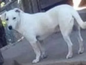 Cachorro raça SRD idade 2 anos nome Pipoca