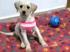 Cachorro raça Srd  idade 2 a 6 meses nome Pandora 