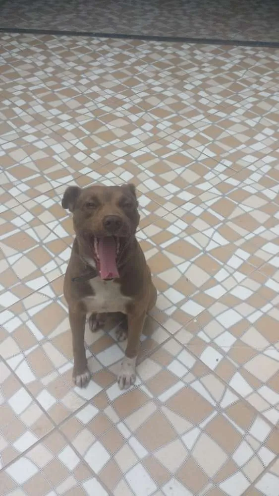 Cachorro ra a Mistura com Pitbull idade 4 anos nome Marley