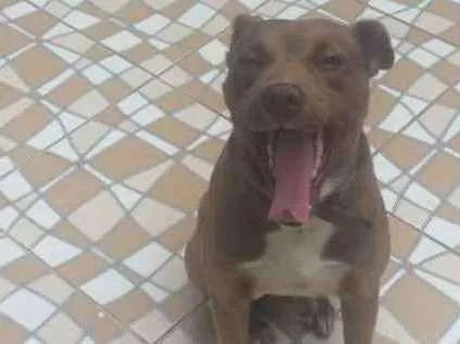 Cachorro ra a Mistura com Pitbull idade 4 anos nome Marley