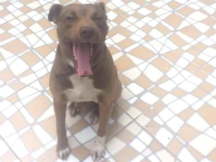 Cachorro ra a Mistura com Pitbull idade 4 anos nome Marley