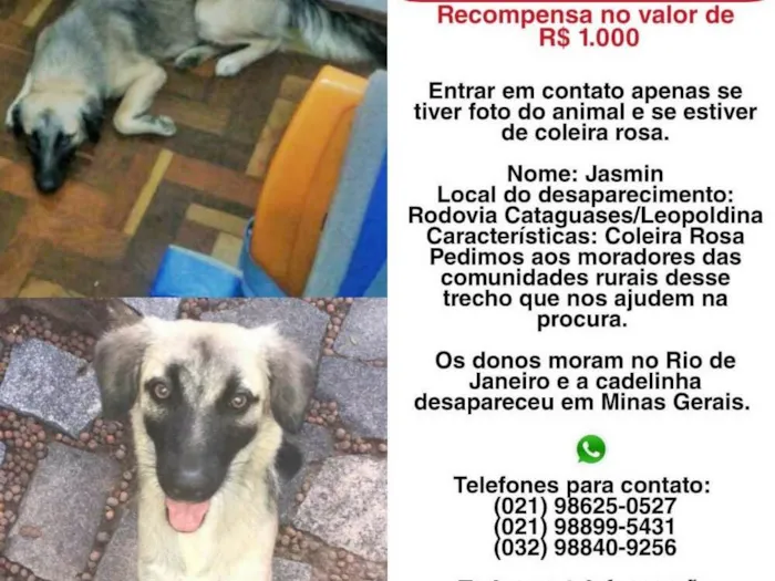 Cachorro ra a Viralata idade 7 a 11 meses nome Jasmin