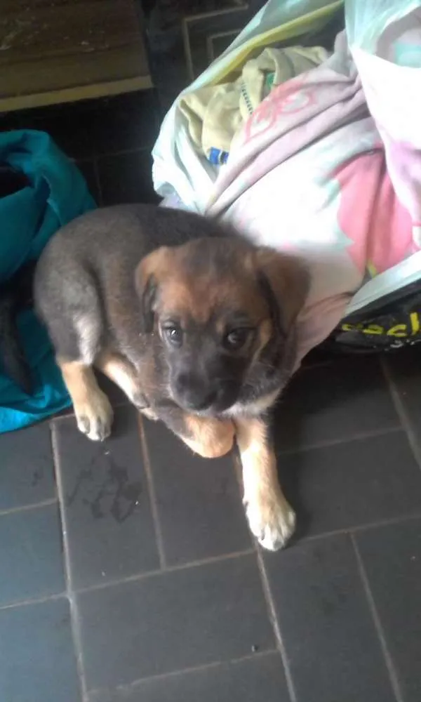 Cachorro raça Mestiça idade 2 a 6 meses nome Mel
