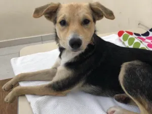 Cachorro raça Srd idade 7 a 11 meses nome Maia