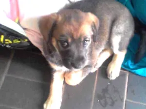 Cachorro raça Mestiça idade 2 a 6 meses nome Mel