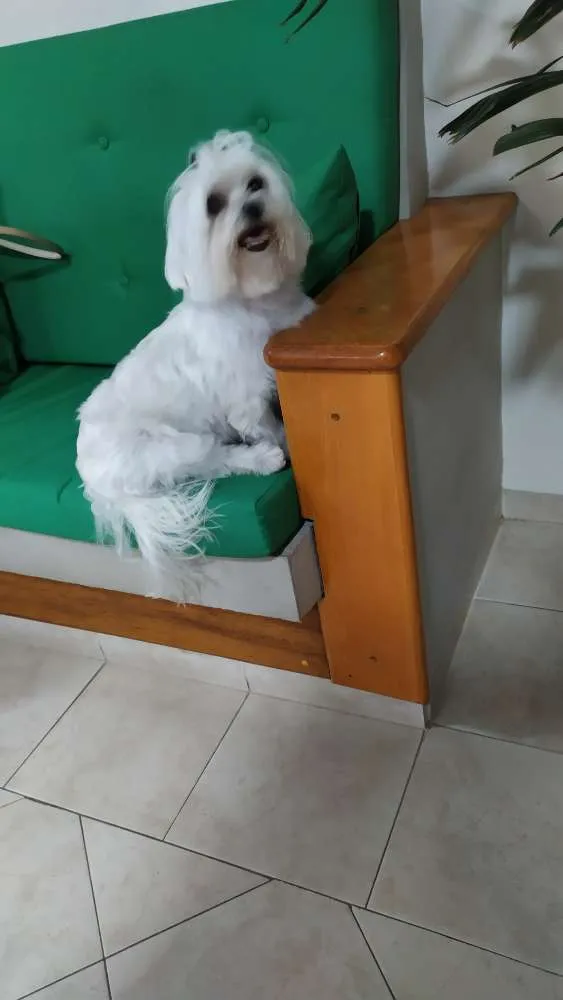 Cachorro ra a Maltês ou Poodle idade  nome Não sei