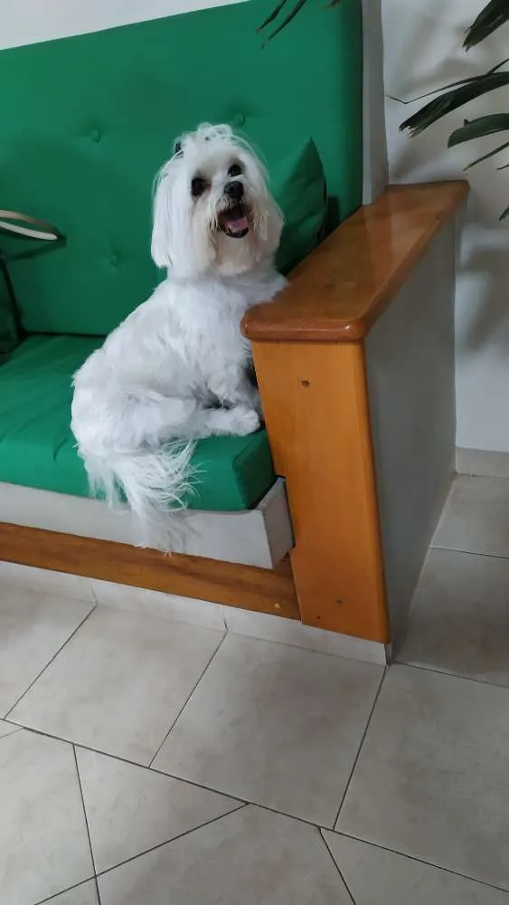 Cachorro ra a Maltês ou Poodle idade  nome Não sei