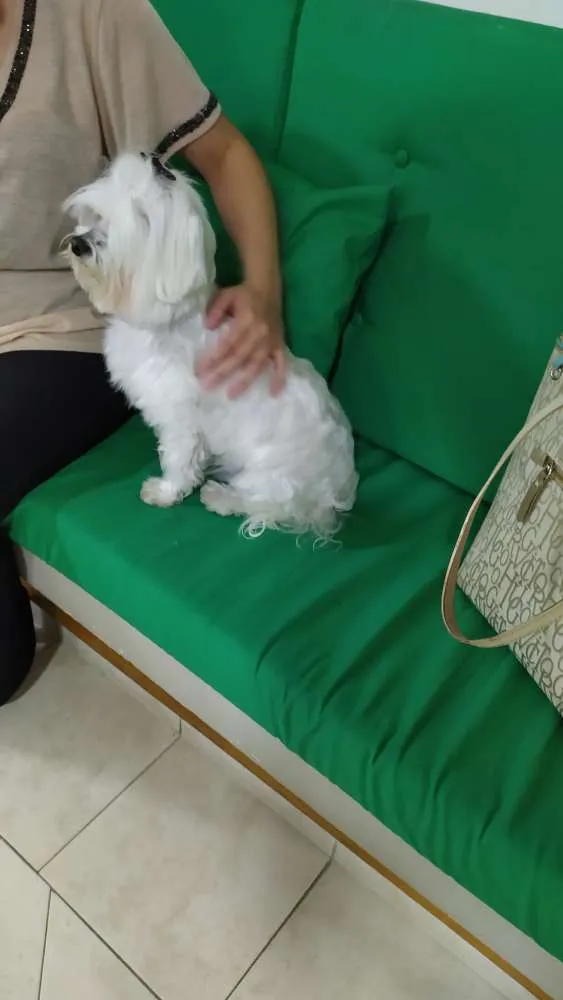 Cachorro ra a Maltês ou Poodle idade  nome Não sei