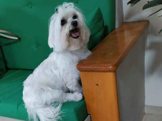 Cachorro ra a Maltês ou Poodle idade  nome Não sei