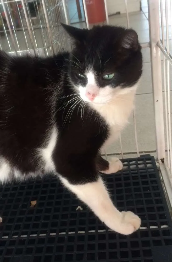 Gato ra a SRD  idade 1 ano nome Nino