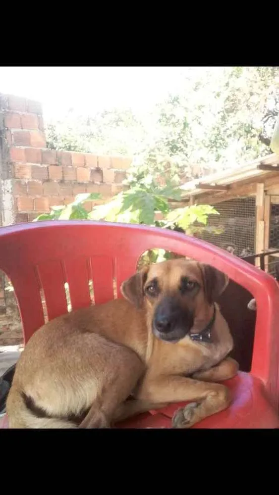 Cachorro ra a SRD idade 2 anos nome TONY Já é CASTRADO